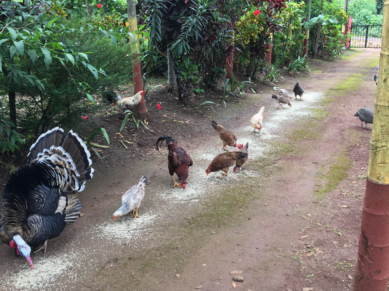 Valley of birds chikmagalur homestay exterior view