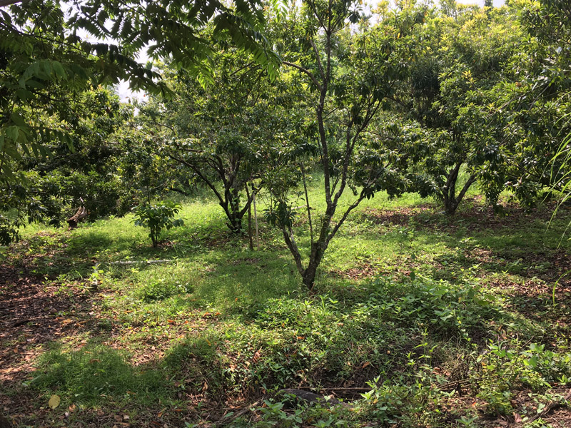 Valley of birds chikmagalur homestay Farm