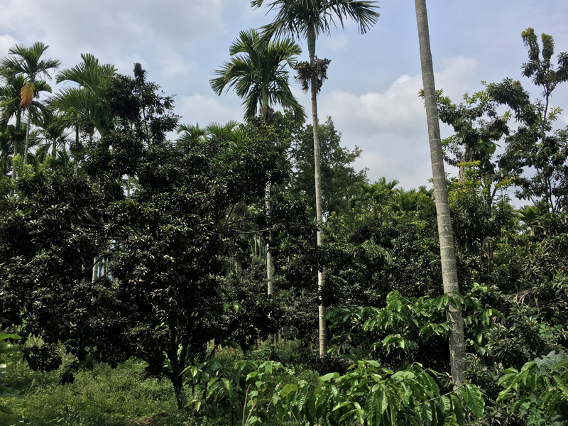 Valley of birds chikmagalur homestay Farm